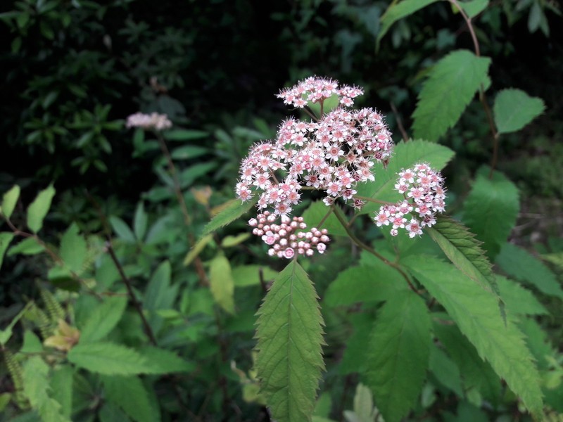 Spiraea micrantha photo 2