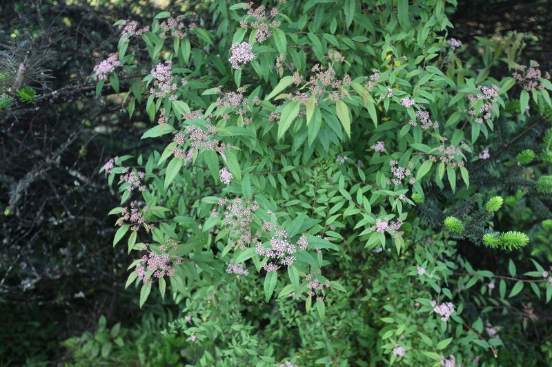 Spiraea micrantha photo 3