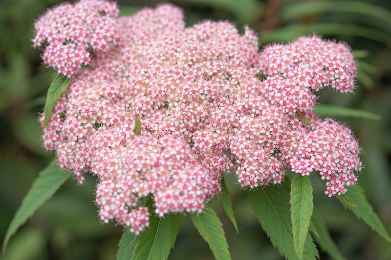 Spiraea micrantha photo 4