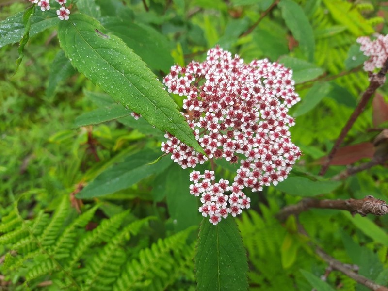 Spiraea micrantha photo 5