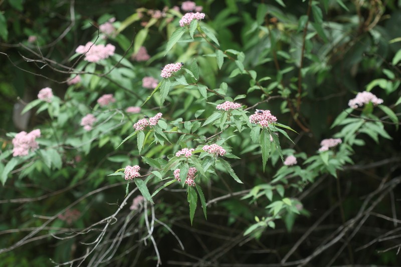 Spiraea micrantha photo 6