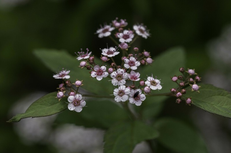 Spiraea micrantha photo 7