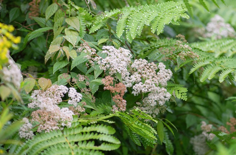 Spiraea micrantha photo 8