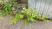 Spiraea miyabei