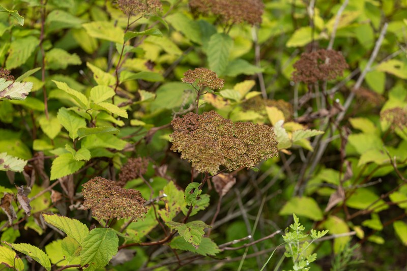 Spiraea miyabei photo 2