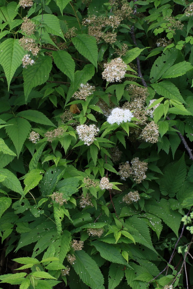Spiraea miyabei photo 3