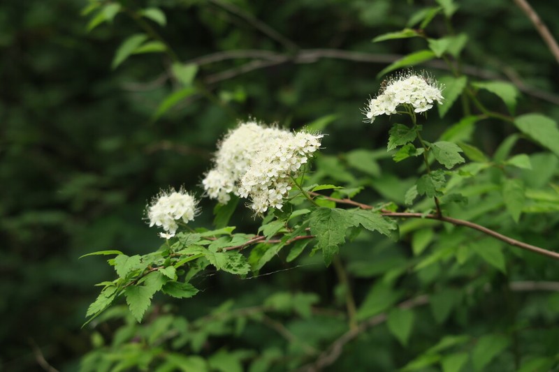 Spiraea miyabei photo 4