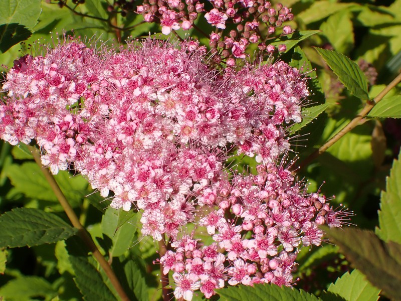 Spiraea miyabei photo 6