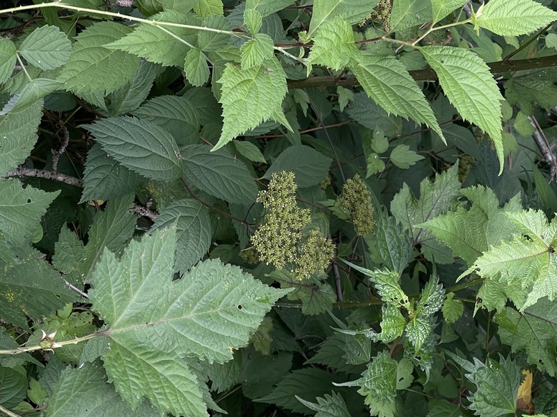 Spiraea miyabei photo 7