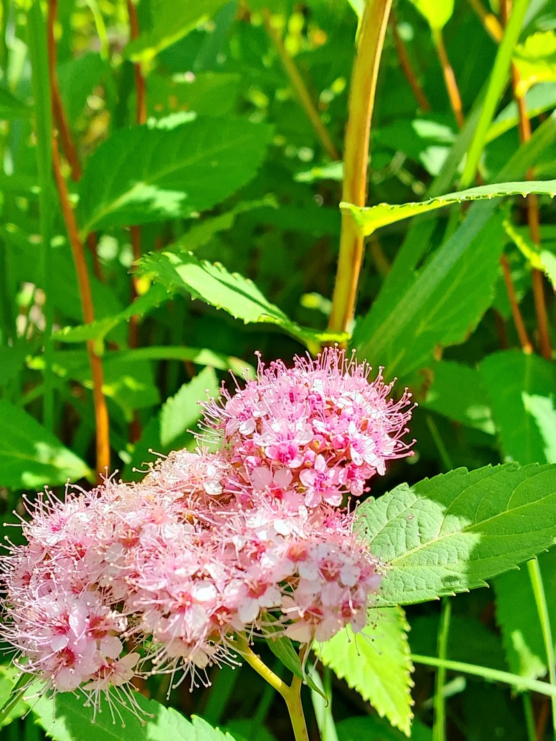 Spiraea miyabei photo 8