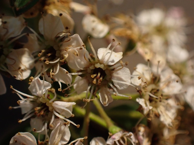 Spiraea mollifolia