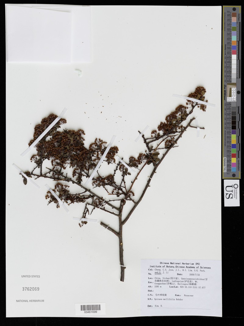 Spiraea mollifolia photo 2
