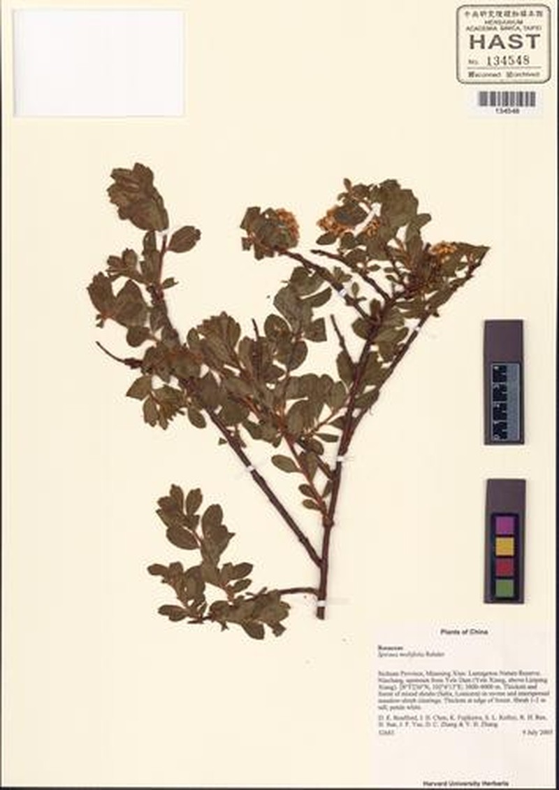 Spiraea mollifolia photo 3