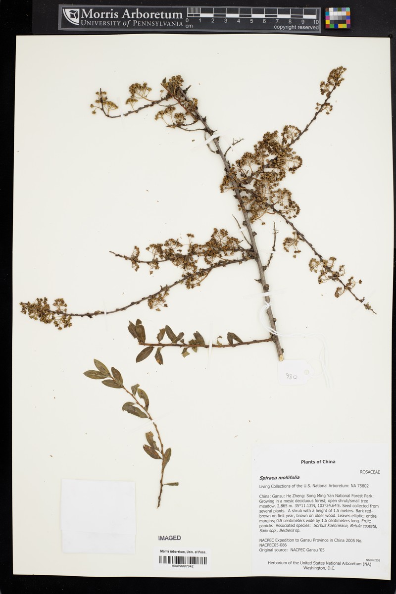 Spiraea mollifolia photo 4