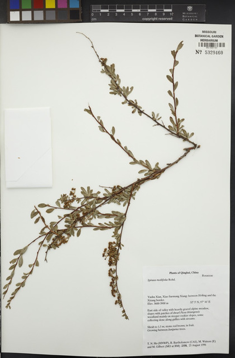 Spiraea mollifolia photo 5