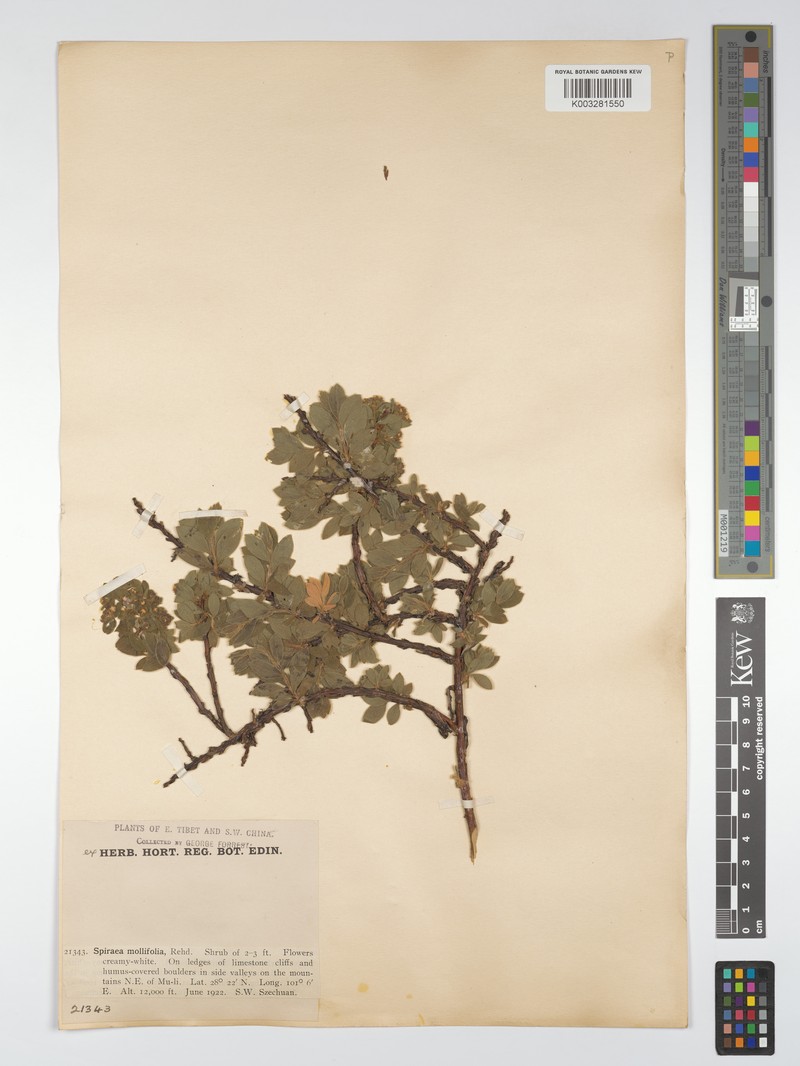 Spiraea mollifolia photo 6