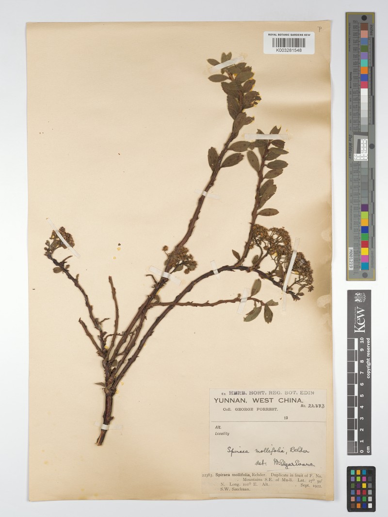 Spiraea mollifolia photo 7