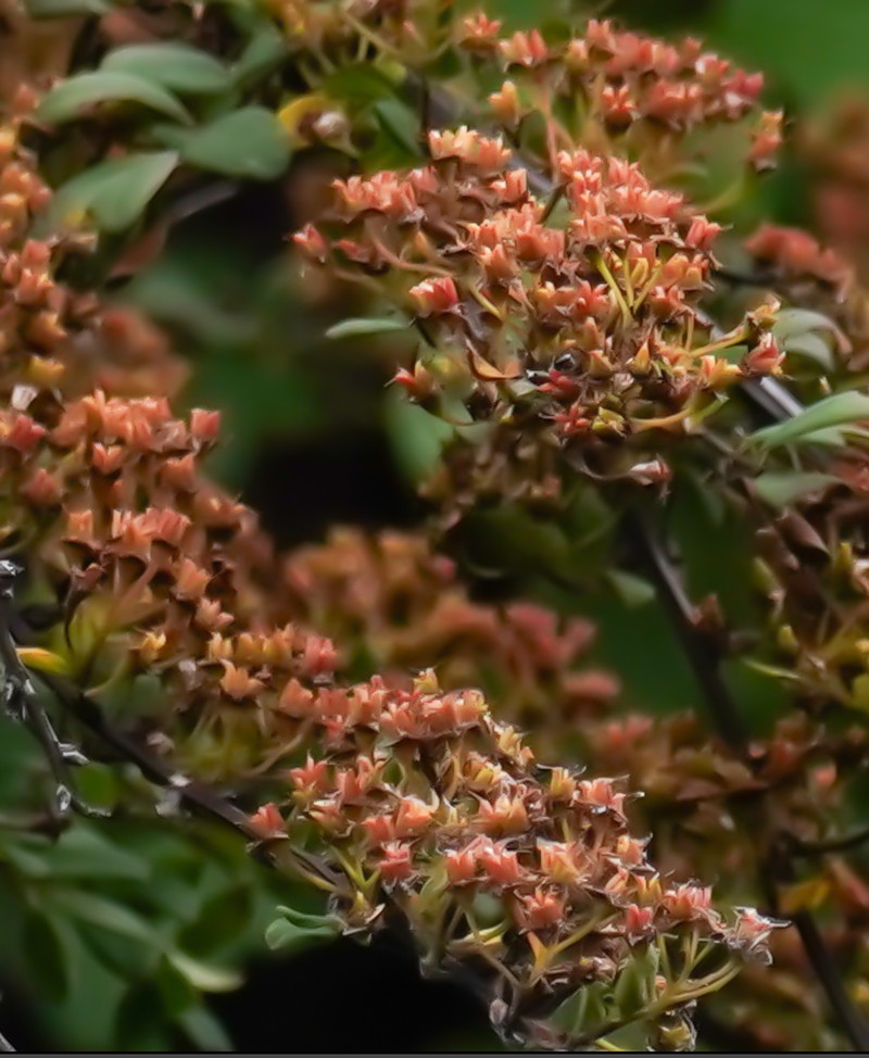 Spiraea gemmata