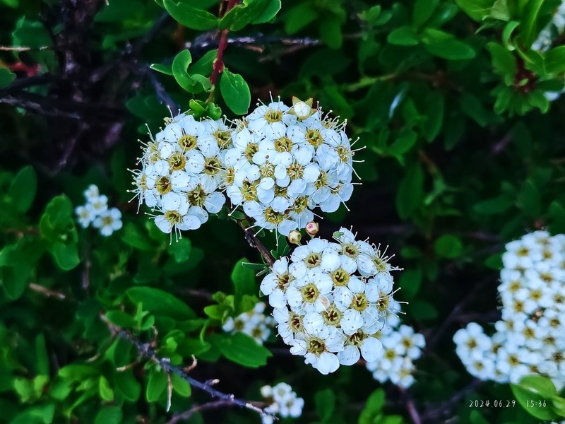 Spiraea gemmata photo 2