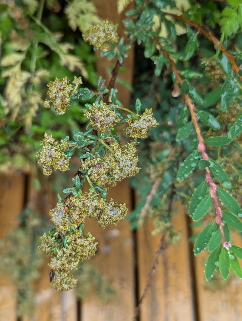 Spiraea gemmata photo 3