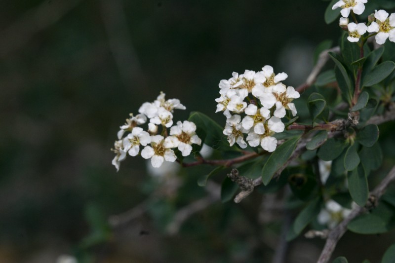 Spiraea gemmata photo 4