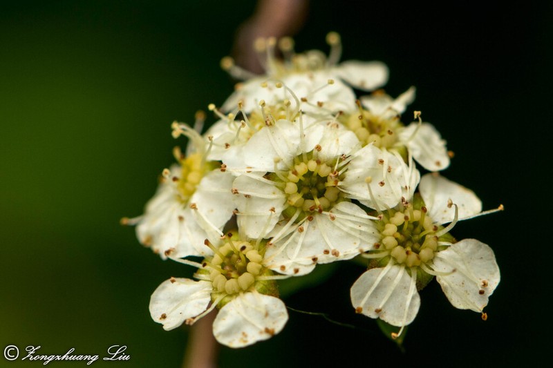 Spiraea gemmata photo 5