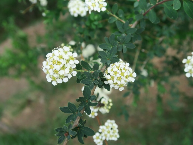 Spiraea gemmata photo 6