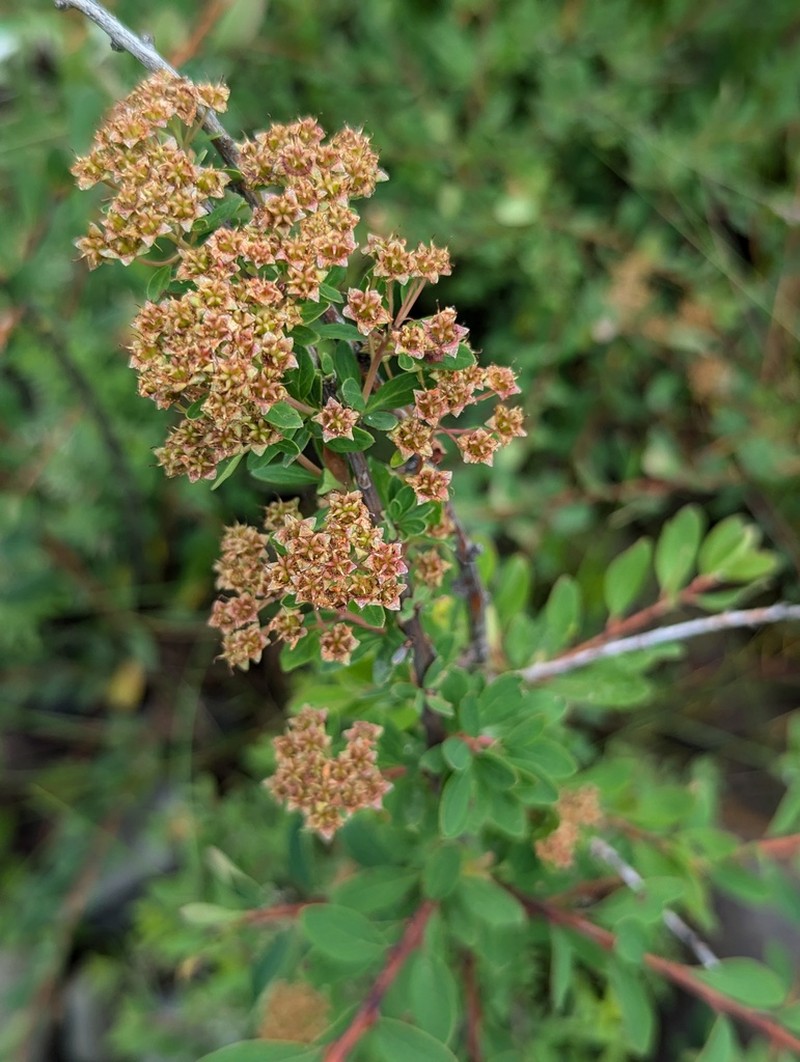 Spiraea gemmata photo 7