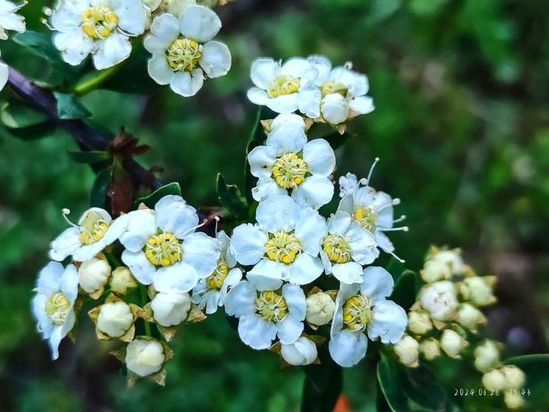 Spiraea gemmata photo 8