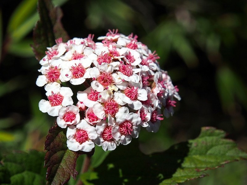 Spiraea morrisonicola
