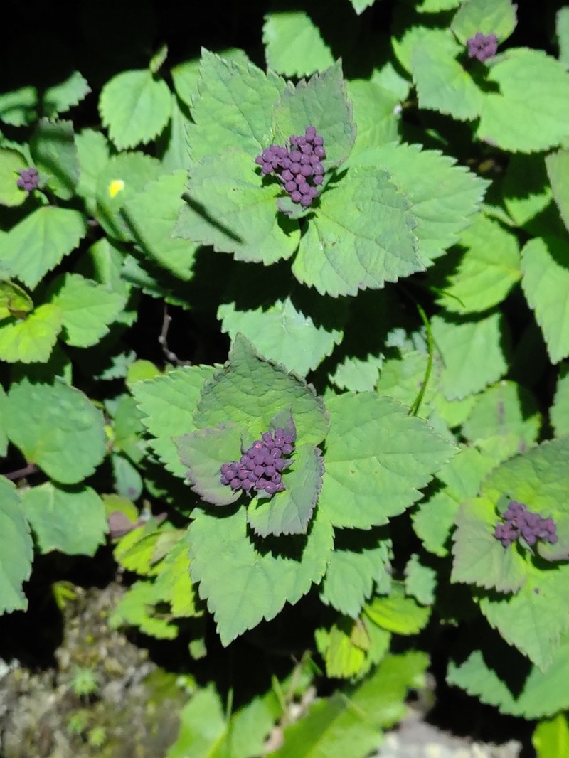 Spiraea morrisonicola photo 2