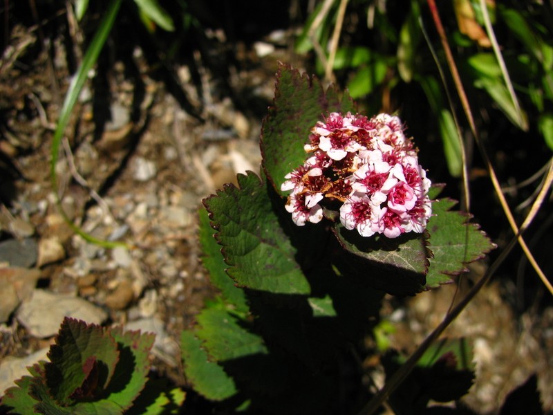 Spiraea morrisonicola photo 3