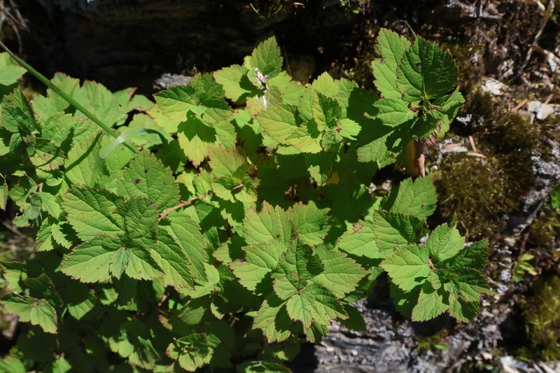 Spiraea morrisonicola photo 4