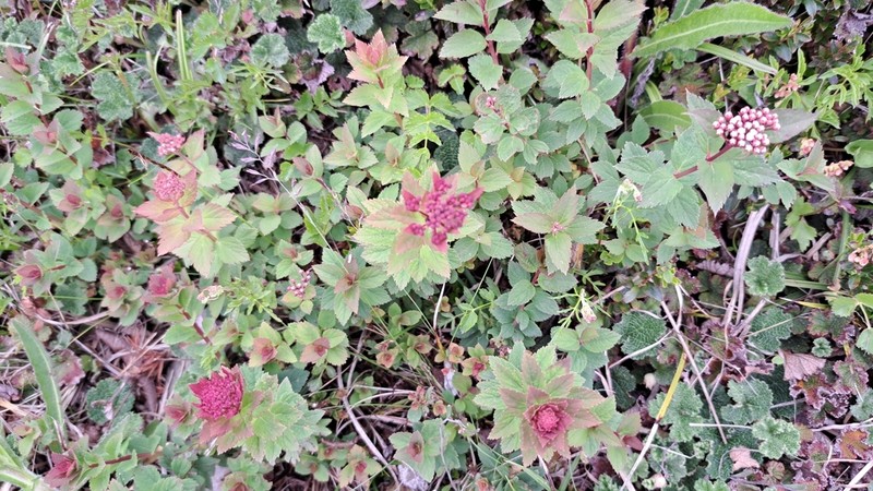 Spiraea morrisonicola photo 5