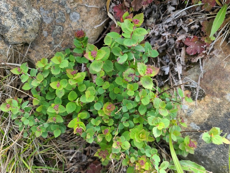 Spiraea morrisonicola photo 6