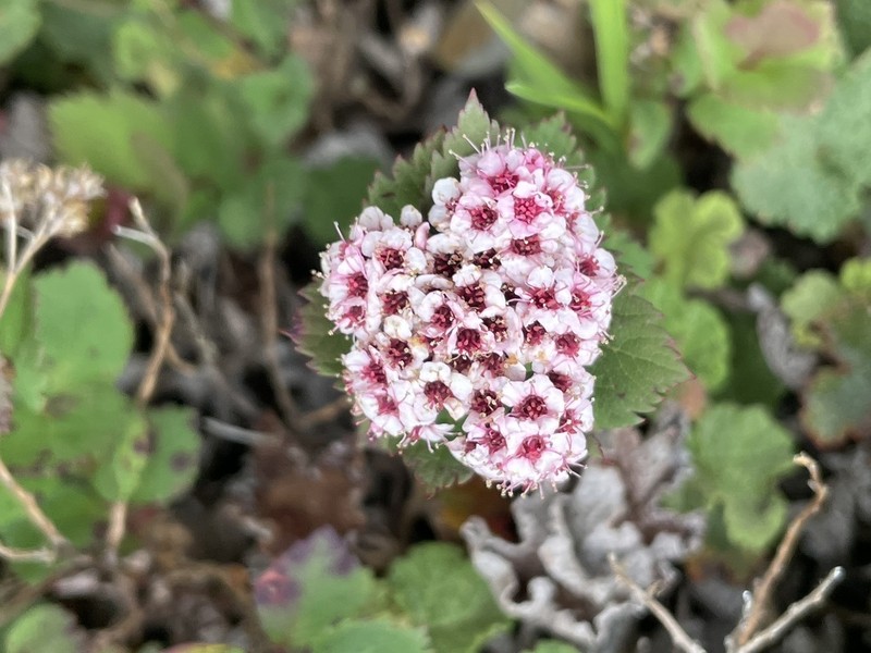 Spiraea morrisonicola photo 7