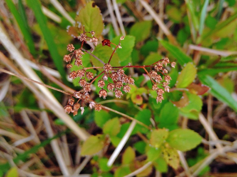 Spiraea morrisonicola var. hayatana