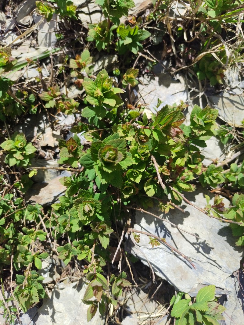 Spiraea morrisonicola var. hayatana photo 2