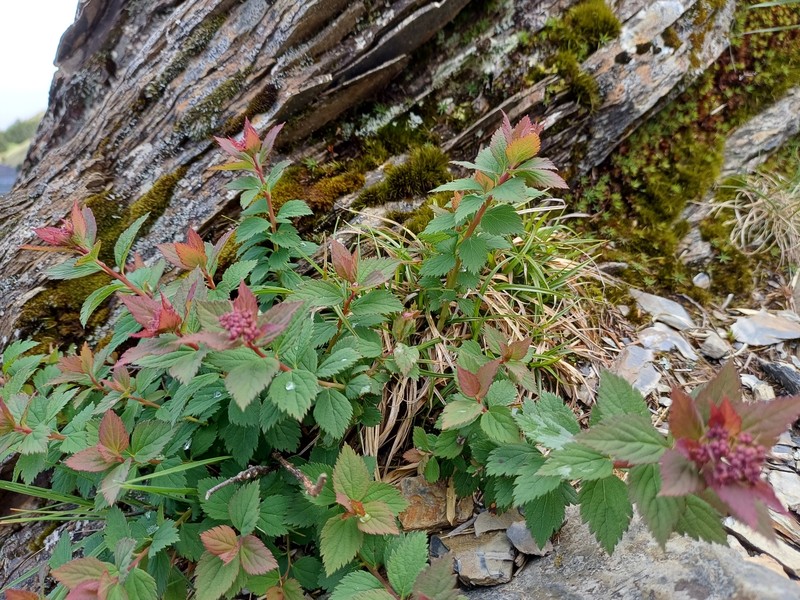 Spiraea morrisonicola var. hayatana photo 3