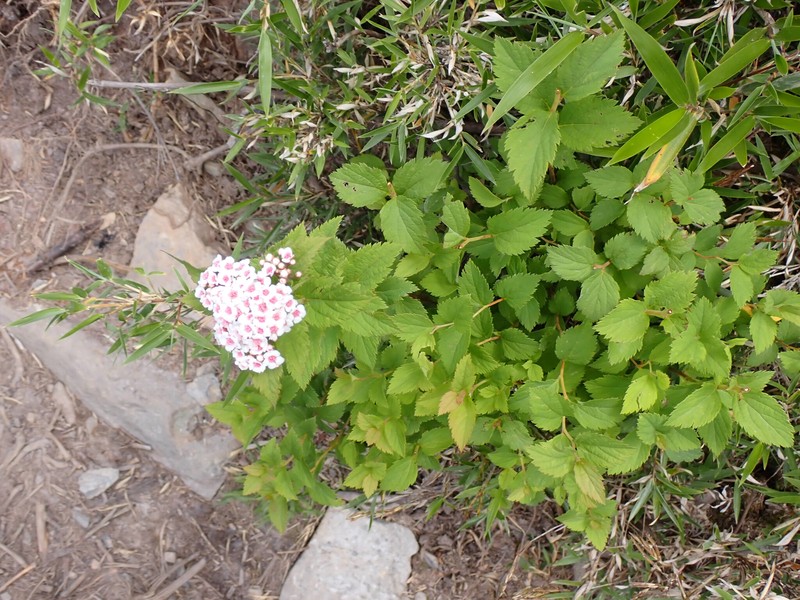 Spiraea morrisonicola var. hayatana photo 4