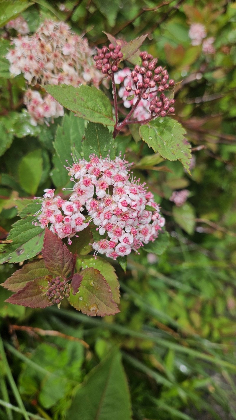 Spiraea morrisonicola var. hayatana photo 5