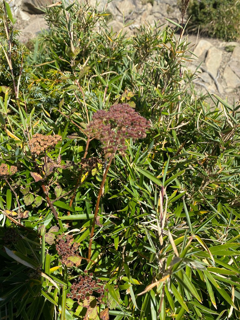 Spiraea morrisonicola var. hayatana photo 6