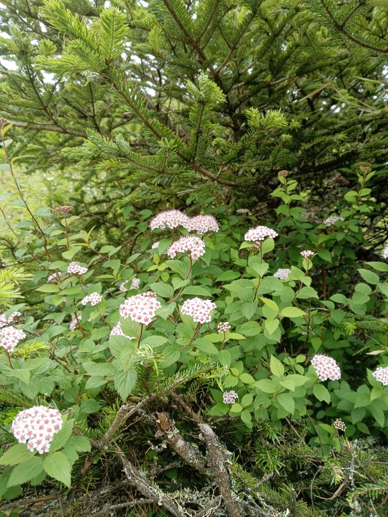 Spiraea morrisonicola var. hayatana photo 7