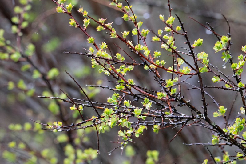 Spiraea myrtilloides