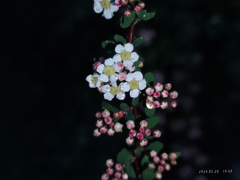Spiraea myrtilloides photo 2