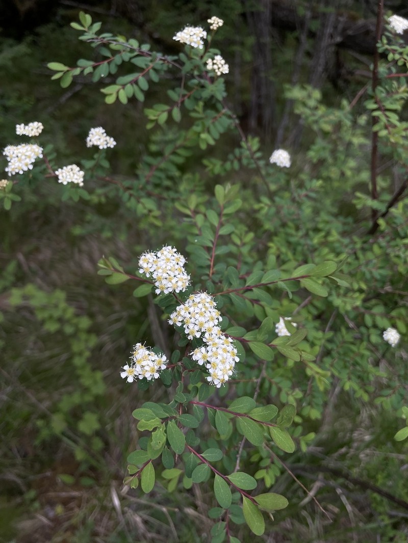 Spiraea myrtilloides photo 3
