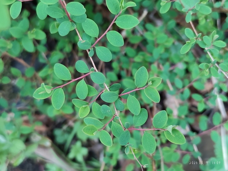 Spiraea myrtilloides photo 4