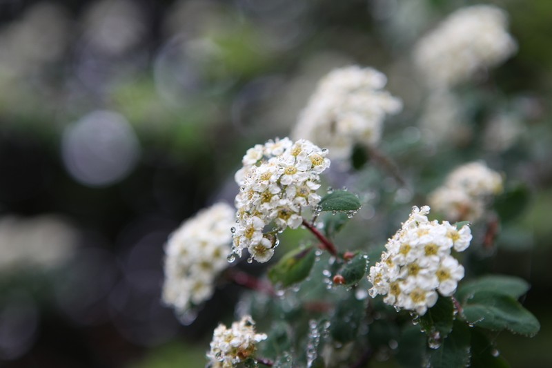 Spiraea myrtilloides photo 5