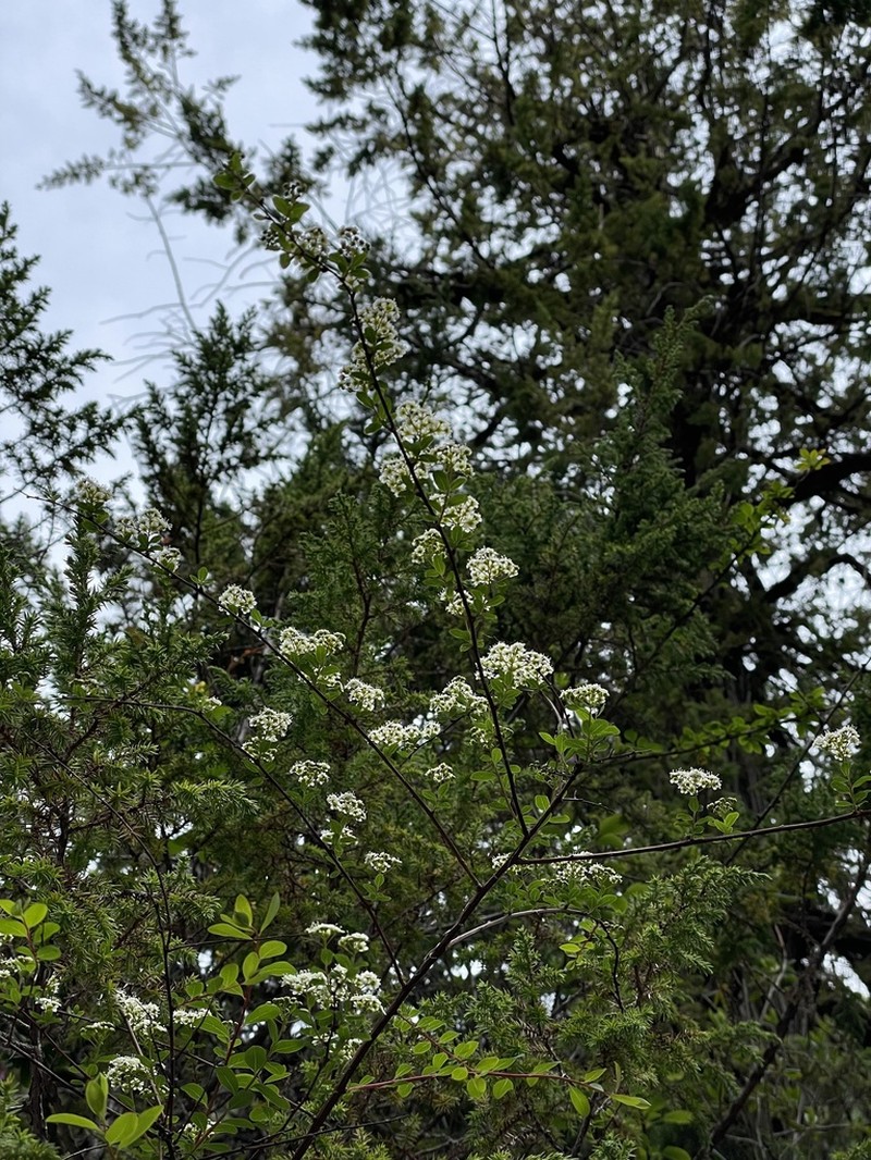 Spiraea myrtilloides photo 6