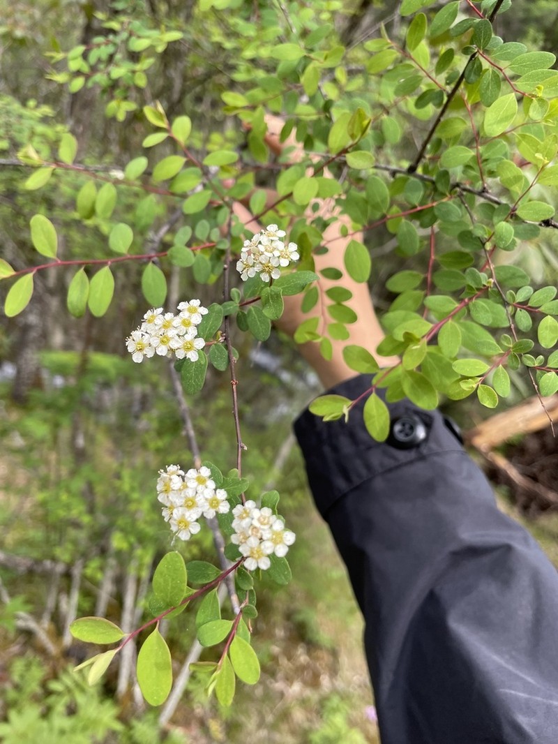 Spiraea myrtilloides photo 7